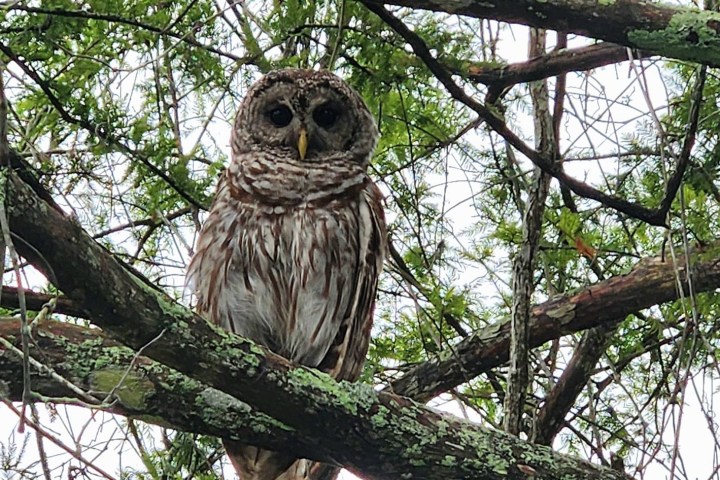 an owl perched on a tree branch